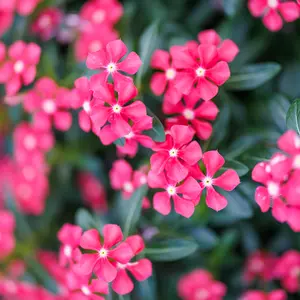 Image Credit: Soiree® Suntory Flowers Europe